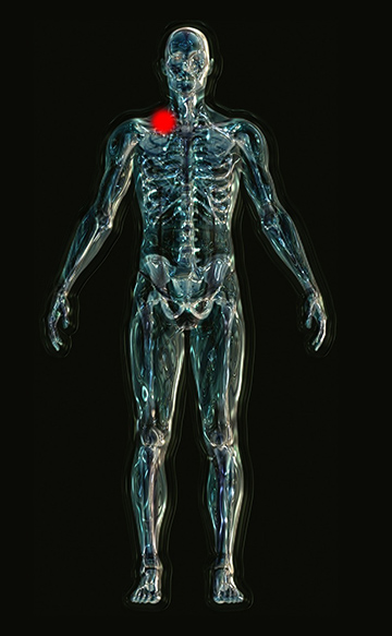 "A graphic depicting a human skeleton through transparent muscle"